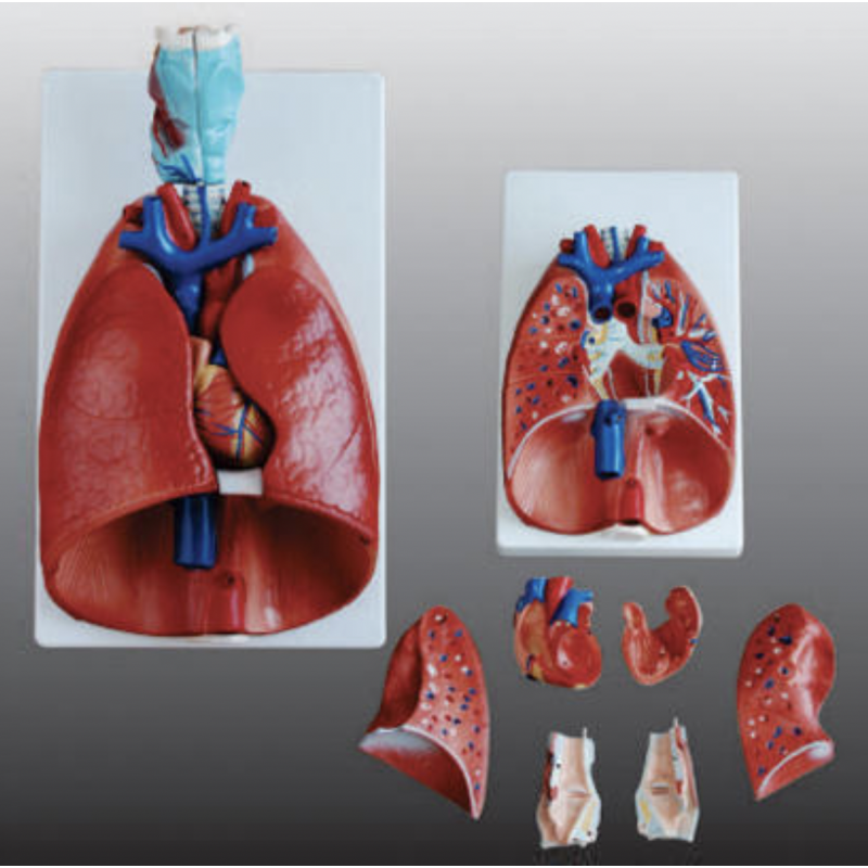 Larynx Heart And Lungs Model Myaskro